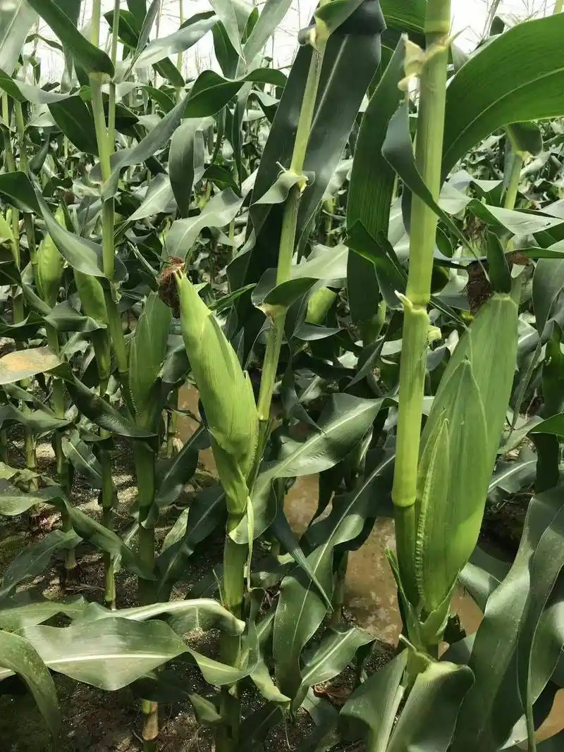 甜糯玉米种子  彩糯10   中早熟 紫玉相交 甜糯比例1:3 品质超鲜