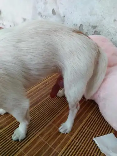 吉娃娃下面突然伸出来好长长一节红色的那是什么啊.