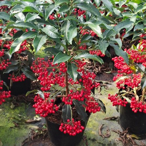 新款盆栽室内满堂红金玉满堂耐寒富贵籽大红色四季户外风景卧室种