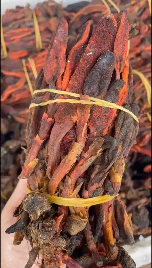 野生回春草又被称作 顶天柱 金枪草 回春草作为一种中草药有很