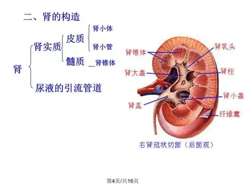 9解剖泌尿系统gai.ppt