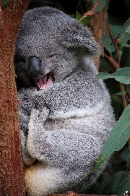 张星特像一个考拉一样代少冬抱完何屹繁抱何屹繁抱完俞更寅抱