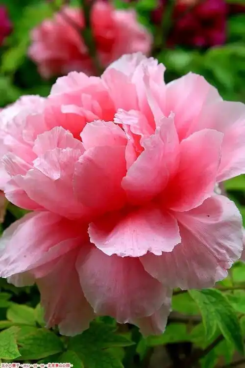 牡丹的花语和寓意