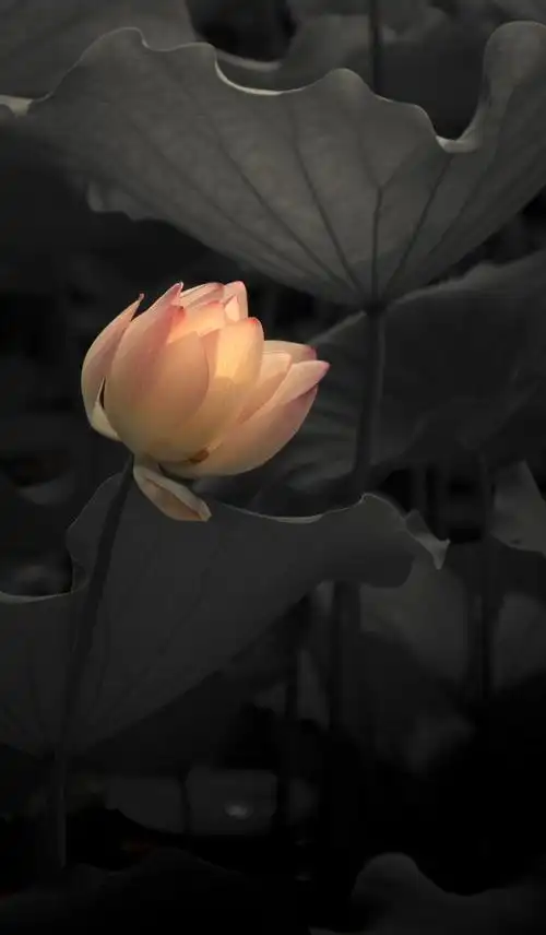 沉思|安静的生命力