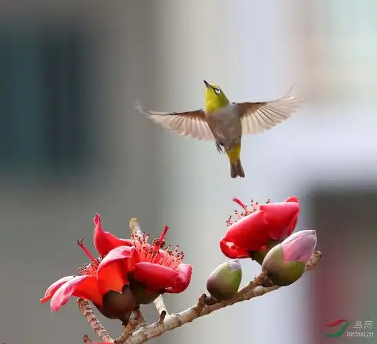 木棉花与鸟