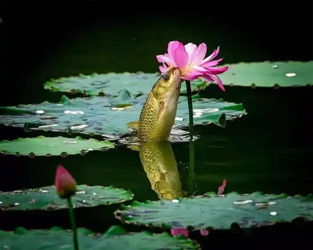 有鱼有水的唯美图片_头像鱼图片大全唯美