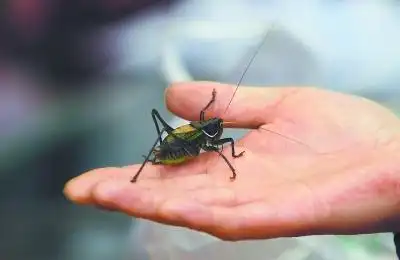 为了分出蝈蝈的优劣,商户们自制了专业听筒.