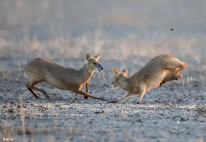 牙獐(国家三级重点保护野生动物)