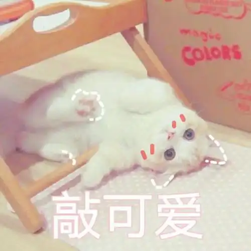萌宠gif猫星人gif敲可爱gif害羞gif呆萌gif搞怪gif