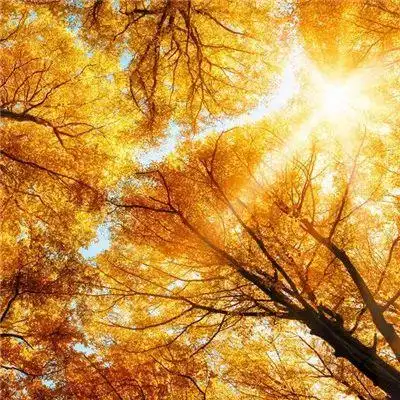 能带来好运的微信头像唯美风景