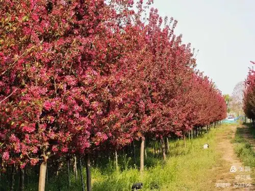 海棠不惜胭脂色,北美丰盛似火焰!
