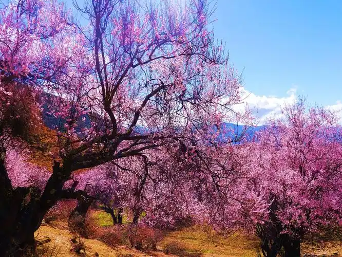 但是你一定不能错过林芝的春天,那里有全世界最美的风景,最灿烂的桃花