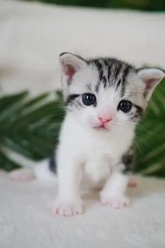 美短小奶猫找新家