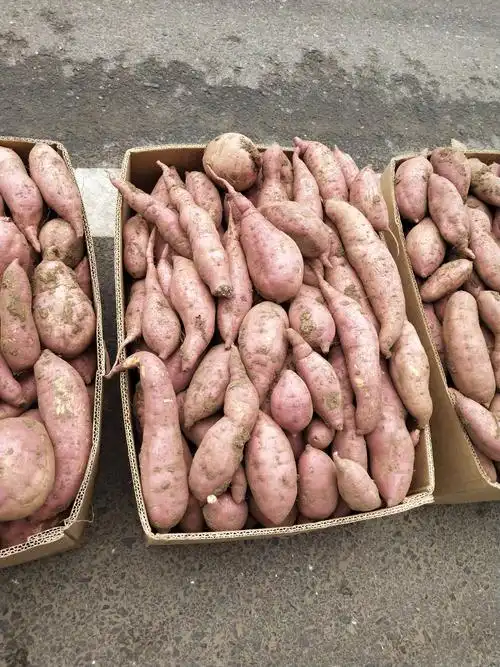 自家老品种地瓜,货源充足,常年供货