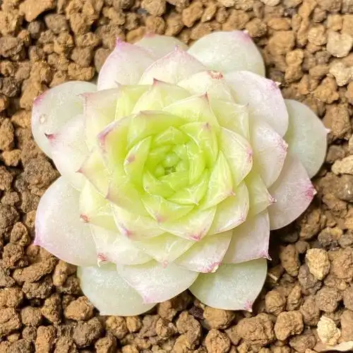 可捡慢悠花房精品多肉0910麦秆女王新品糖心多肉植物