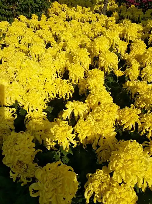 和平公园菊花展