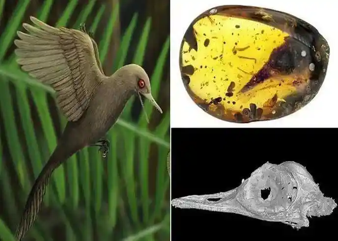 世界最小恐龙,体型仅蜂鸟大