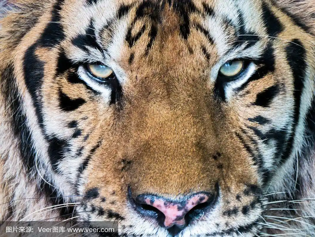 老虎的脸用眼睛盯着照相机.