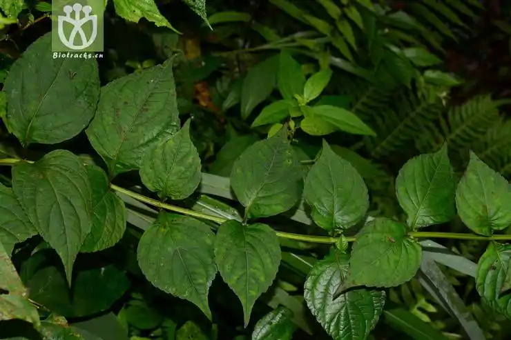 长管香茶菜.jpg 相邻时间拍摄的照片     张