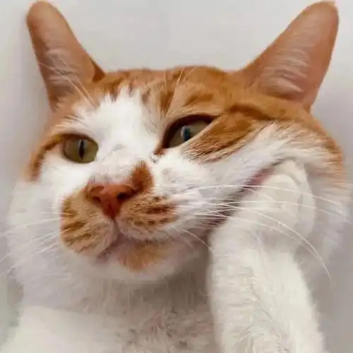 幽默搞笑个性头像,挑你喜欢的152_网易订阅