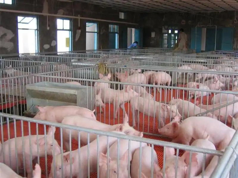 生态养猪场猪舍,大棚,猪圈的建设要求