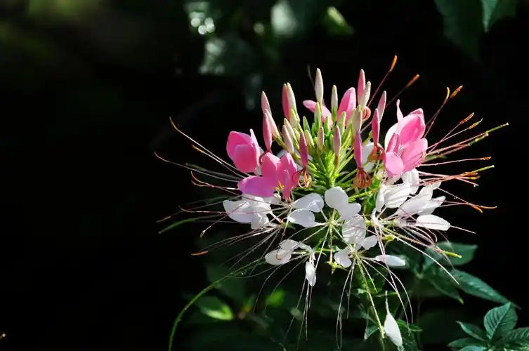 醉蝶花图片花卉鲜花花朵醉蝶花