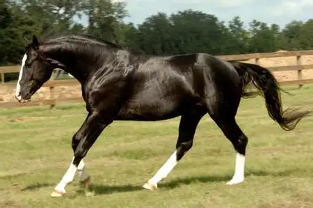 东营哪里有卖骑乘马的 纯血马 半血马