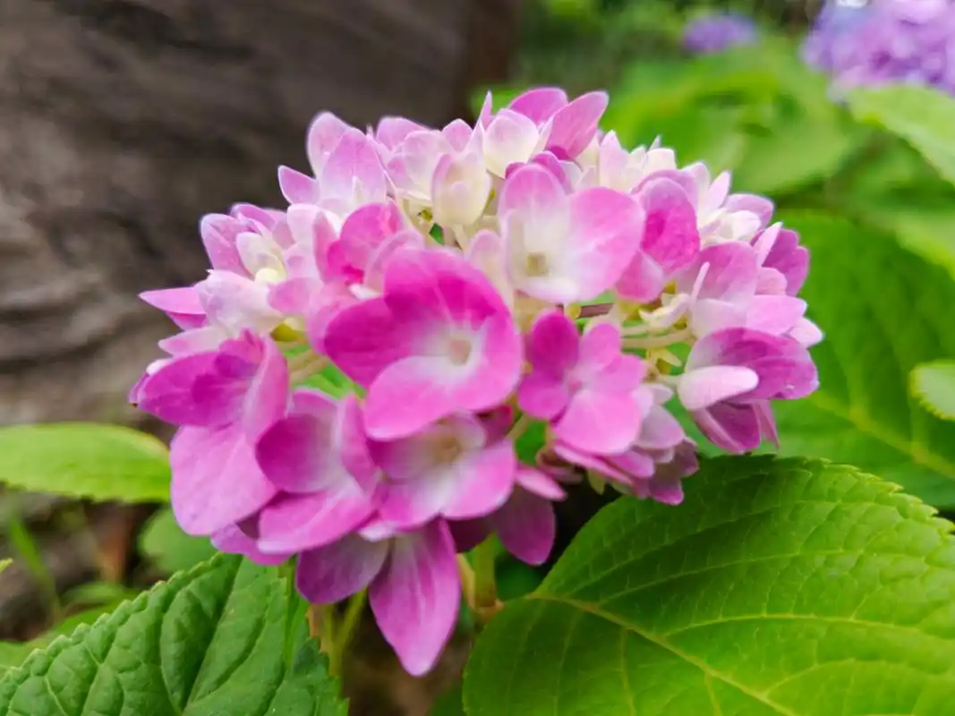 粉色绣球花花语: 是浪漫与美满,寓意着人们向往纯洁,忠贞和永恒的爱情