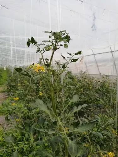 小番茄秧正在开花