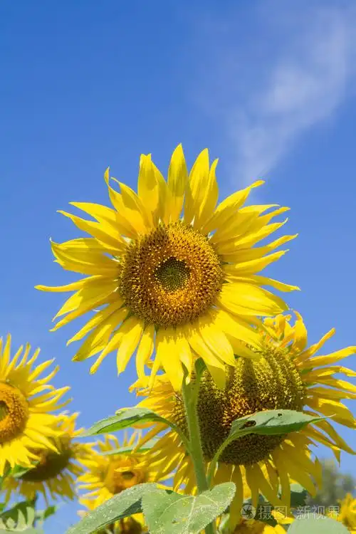 花园里的太阳花