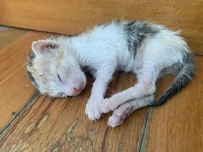 捡到三只刚出生的小猫!求好心人领养!