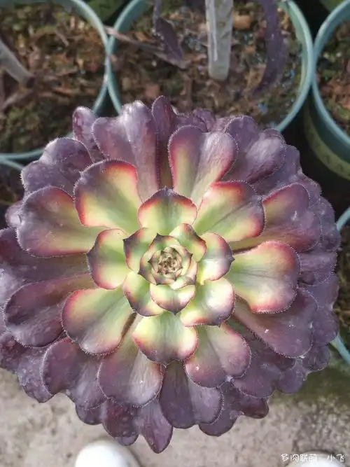 法师新品美娅法师培育记