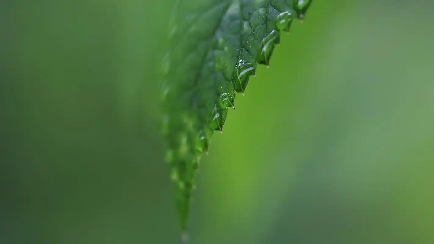 唯美的露珠摄影图片高清宽屏桌面壁纸