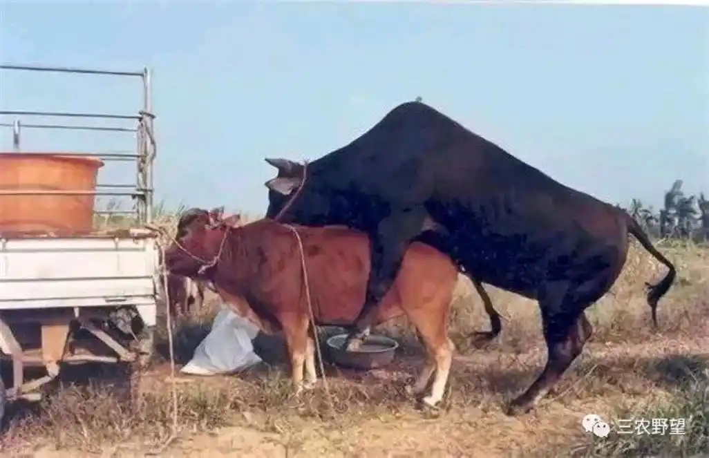 母牛有哪些配种方法?什么时候配种最合适