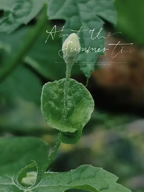 墨绿色 - sodoli - 图虫