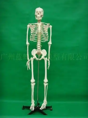 170cm人体大骨骼模型成人全身解剖骷髅骨架180cm医学教学脊椎可拆
