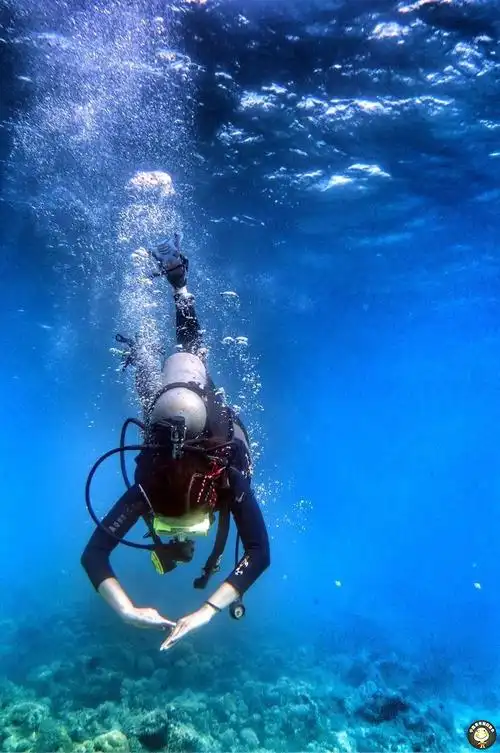 来一波潜水照片