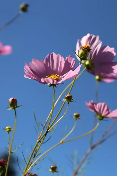 风中摇曳的格桑花 - 美篇