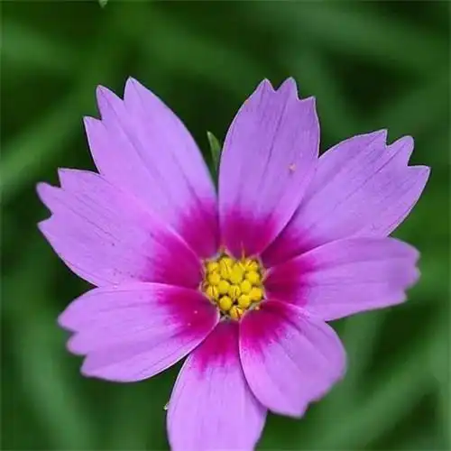 最美格桑花头像图片