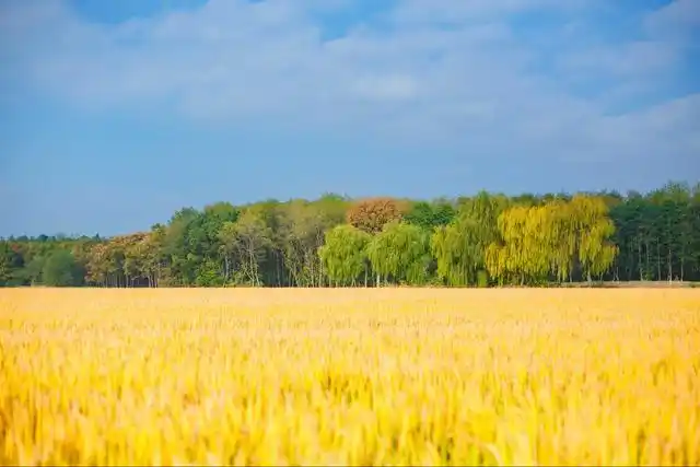 在苏州吴中,找个田野感受风吹稻香,不失为一种拥抱秋日的好方法