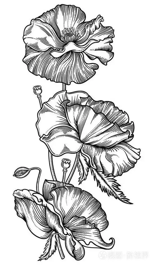 详细的花卉在黑白素描风格.高雅的花卉装饰设计.各组组成成分分离.