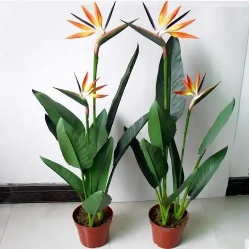 天堂鸟花怎么养,天堂鸟养护的正确方法