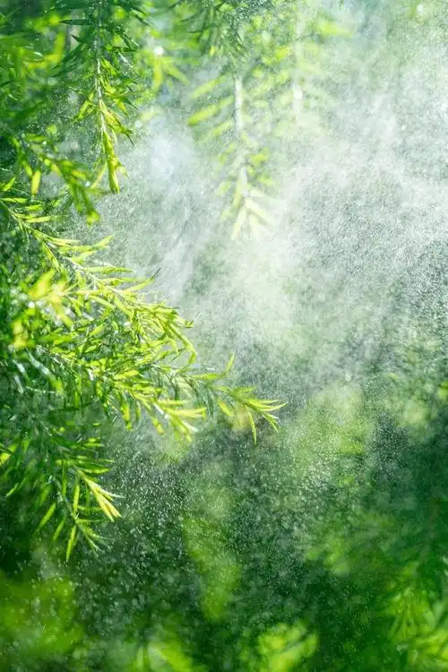 绿色护眼壁纸背景图