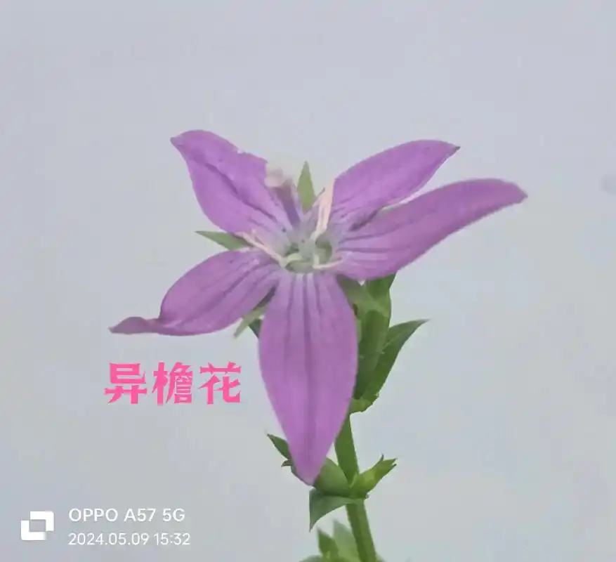 紫色花瓣的小花,用手机上的识花软件一扫,才得知这种小巧美丽的植物叫