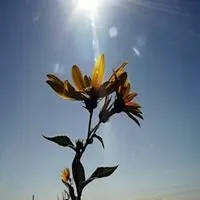 适合浅笑安然的头像_微信头像图片大全