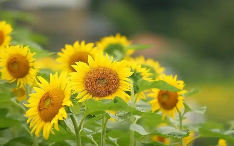 灿烂向日葵高清图片桌面壁纸