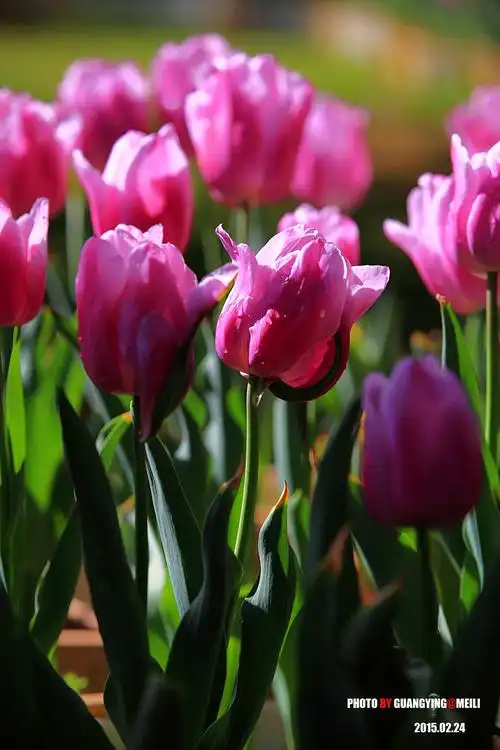 郁金香花的图片,郁金香花的图片大全大图唯美