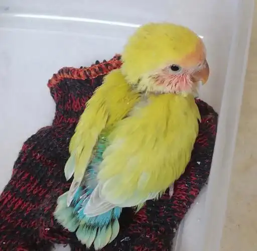 蓝腰黄桃  #牡丹鹦鹉