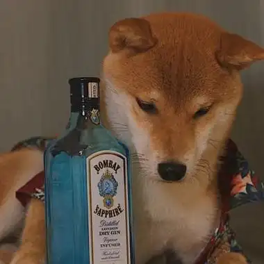 2022笑死人的搞笑狗狗头像,狗戴墨镜搞怪吧