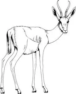 羚羊来自墨的手,无背景照片